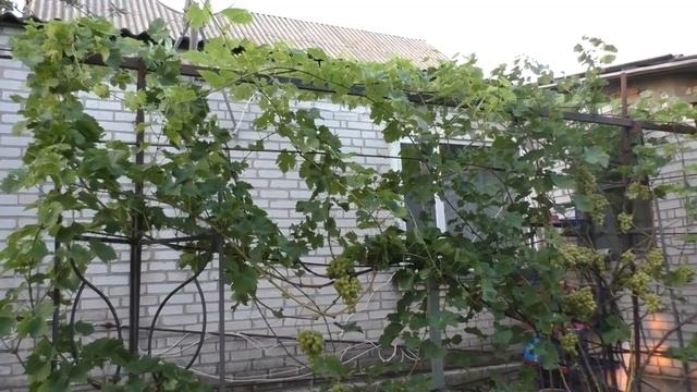 ПЕРВЫЙ УСПЕШНЫЙ УРОЖАЙ ВИНОГРАДА. Фрукты-ягоды. Мой опыт. смотреть онлайн