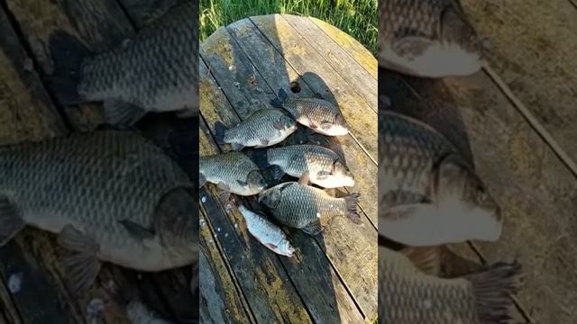 Глухое Новосибирск 21.07.22 смотреть онлайн