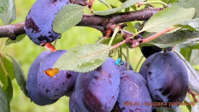Слива гибридный Синий дар (prunus domestica) ? Синий дар обзор: как сажать, саженцы сливы Синий дар смотреть онлайн