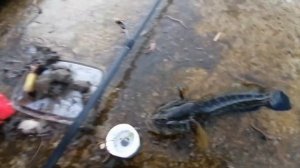 Рыбалка на Чёрном море с берега. Ловля ласкиря, бычка, мармира и барабули