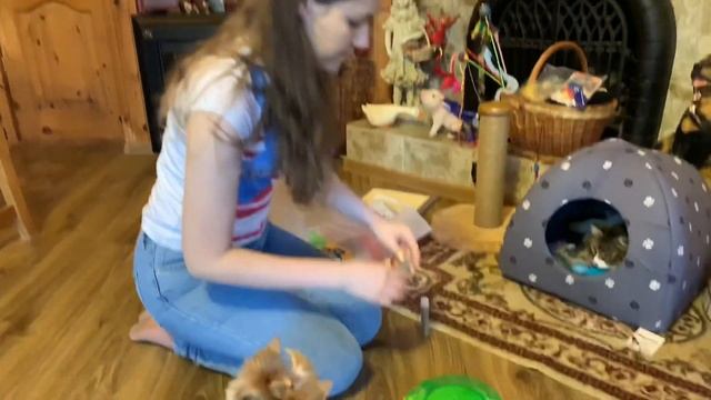 День рождения кота // Отмечаем день рождения Тишани смотреть онлайн