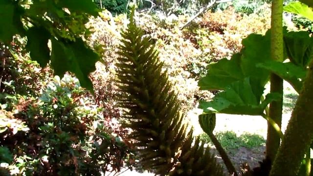Гуннера влагалищная/Gunnera manicata смотреть онлайн