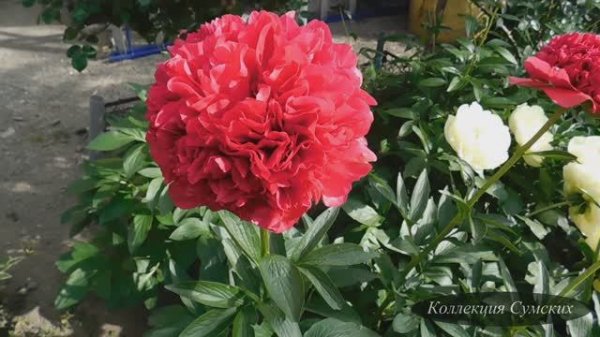 Пион Command Performance (Команд Перфоманс).