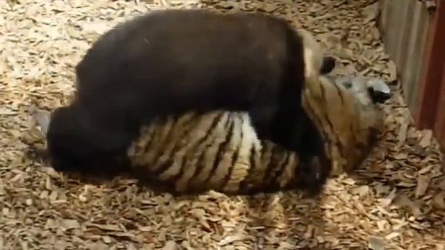 Bear Against Tigers To Survive Bear Decided To Defeat The Tiger To Escape Bear vs Tiger.mp4 смотреть онлайн