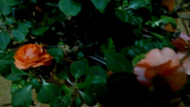 Комнатный цветок, похожий на розочку, кто знает как он называется? смотреть онлайн