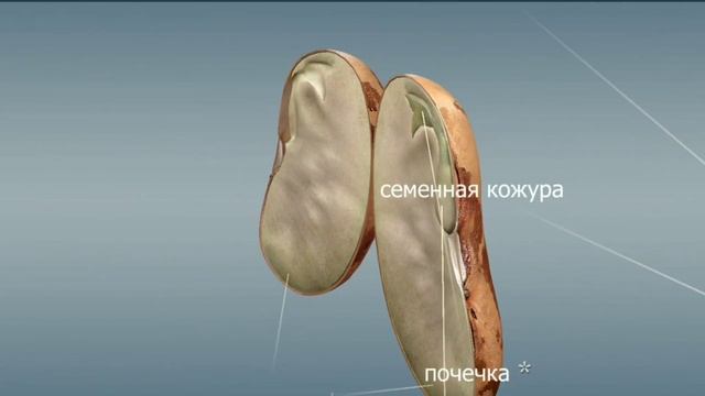 Краткий пересказ §5 Семя, его строение и значение. Биология 6 класс Пономарева смотреть онлайн