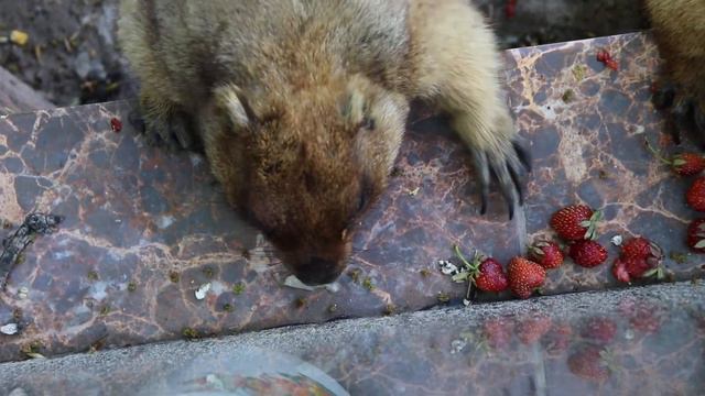 Толстые свистуны наминают клубничку! Бахчисарайский зоопарк. Крым. смотреть онлайн