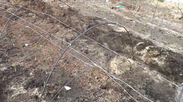 Как и для чего мы накрываем плёнкой ремонтантную малину смотреть онлайн