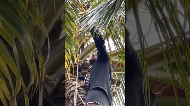 Добываем еду с Дмитрием Евсеевым ?? Кокосы смотреть онлайн