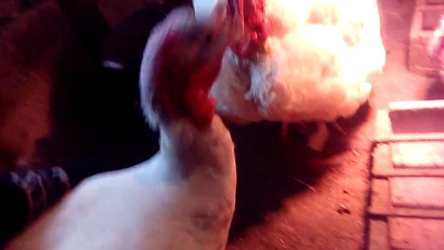 Продаю индюков смотреть онлайн