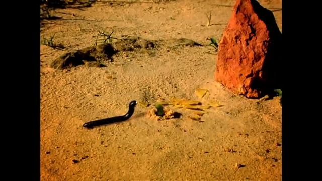 Minuscule - A Cruel World