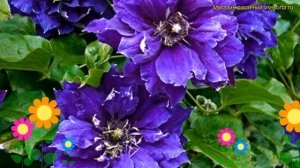 Клематис японский Шин-Шигоку. Краткий обзор, описание характеристик clematis Shin-Shigyoku