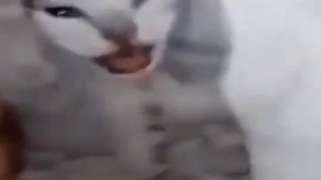 Кот орет мем оригинал смотреть онлайн