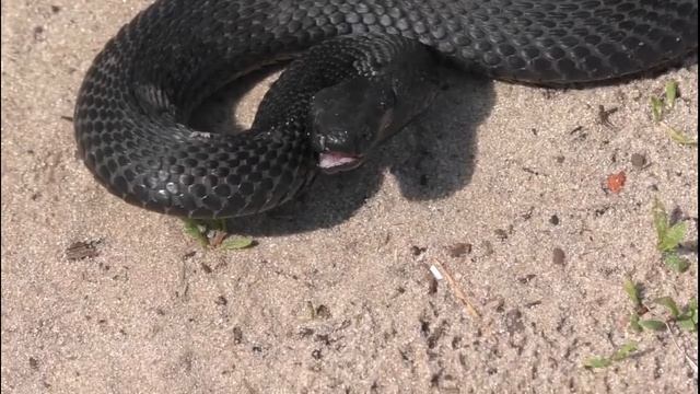 Бросок черной гадюки (гадюка Никольского) смотреть онлайн