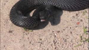 Бросок черной гадюки (гадюка Никольского)