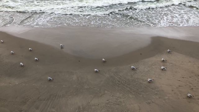 Чайки на пляже Балтийского моря смотреть онлайн