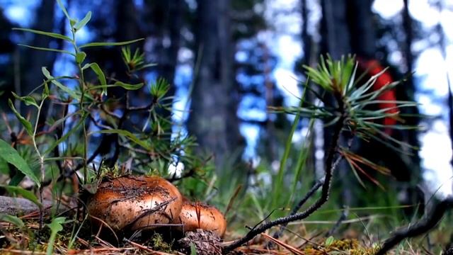 Направление подготовки: 06.03.01 Биология СКФУ