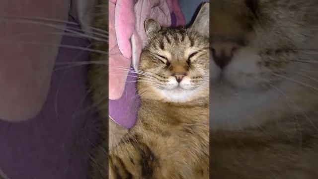 Кот улыбается во сне #shorts смотреть онлайн