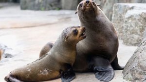 ✨Спокойной ночи, малыши✨ №144/2023 Морской заяц