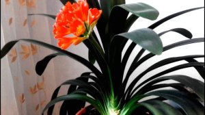 КЛИВИЯ//Как ухаживать для повторного цветения