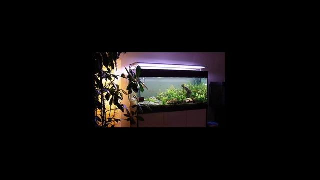 Как продезинфицировать аквариум? смотреть онлайн