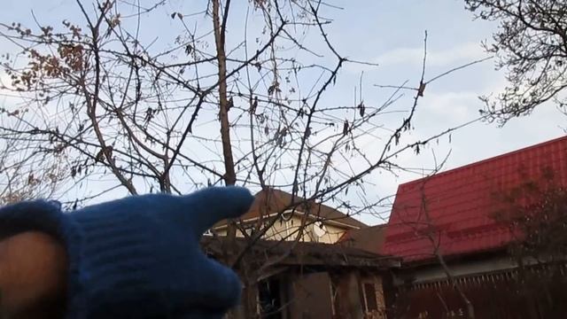 КАК ПРОСТО СНИЗИТЬ КРОНУ У ЧЕРЕШНИ смотреть онлайн