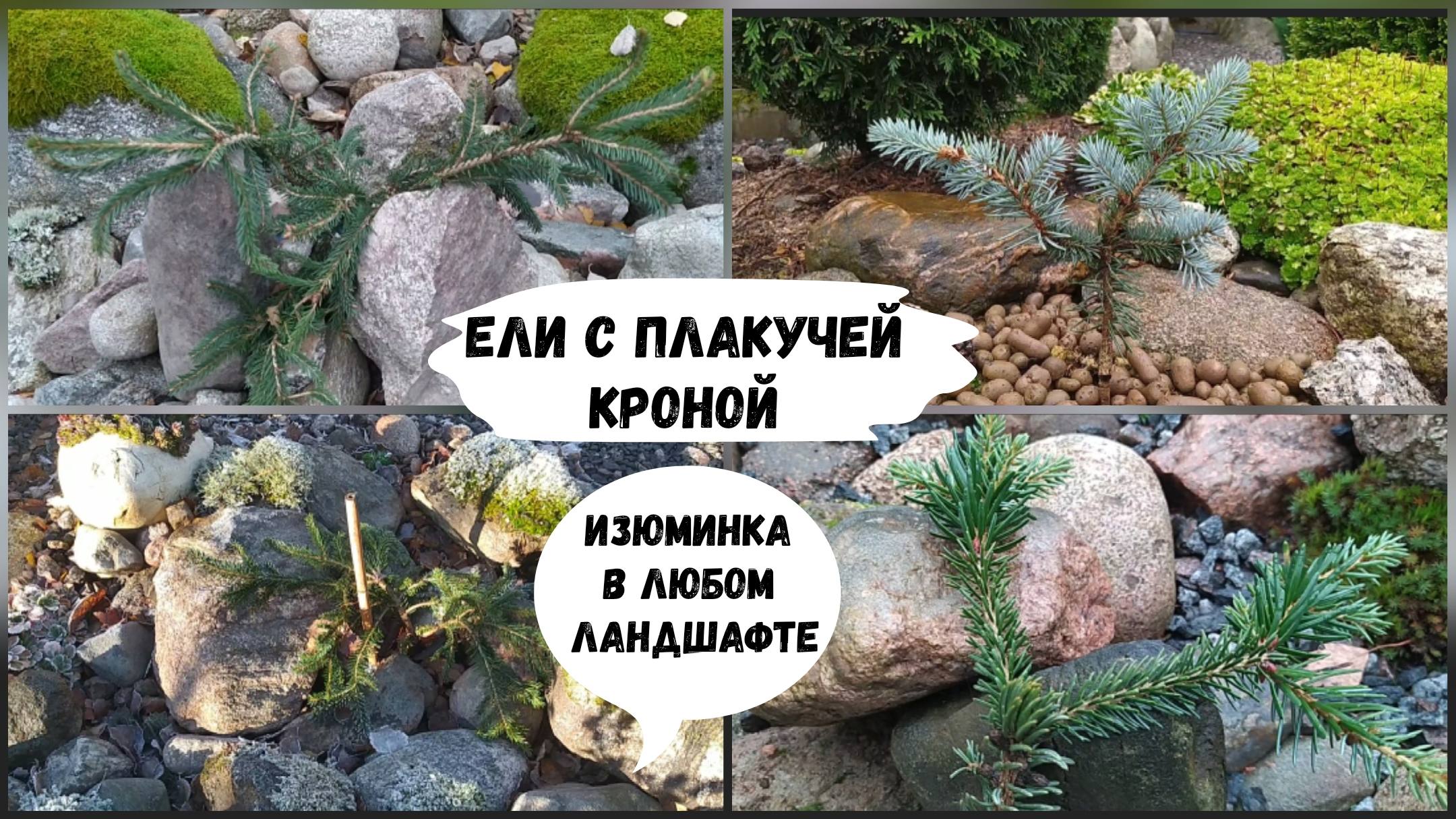 Ели с плакучей кроной - изюминка в любом ландшафте.( 2022 г.) смотреть онлайн