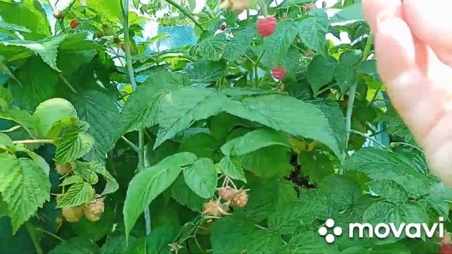 Ягода и делаем пастилу.Подарок Сергею.Как получилась пастила.Собираем урожай.Голубая хоста.Непогода смотреть онлайн