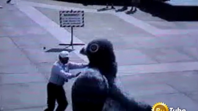 Атака голубя смотреть онлайн