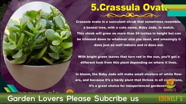 9 Mini Succulents That You Should Know About | Eden elf's смотреть онлайн