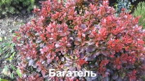 Результаты черенкования барбариса