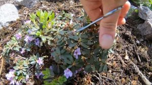 Как ухаживать за садовой АЗАЛИЕЙ. Все просто!!!