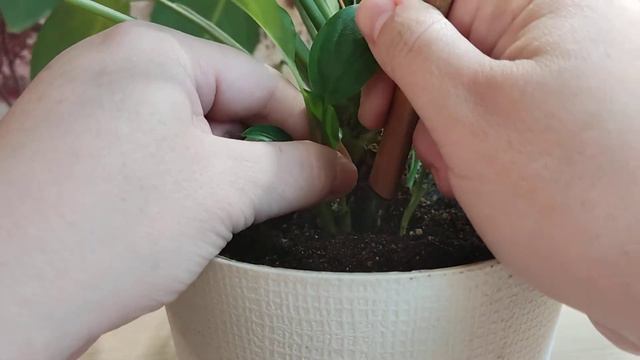 Удаление деток у Спатифилума . смотреть онлайн