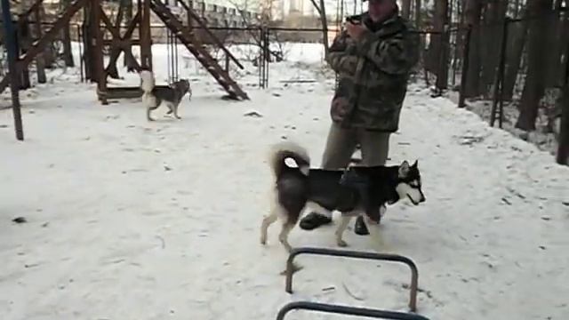 Собачья площадка в парке смотреть онлайн