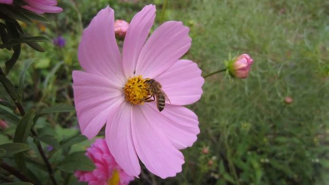 Цветы нашего сада смотреть онлайн