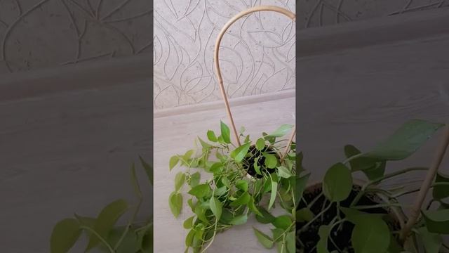 Делаем новую опору для Сциндапсус Неон. смотреть онлайн