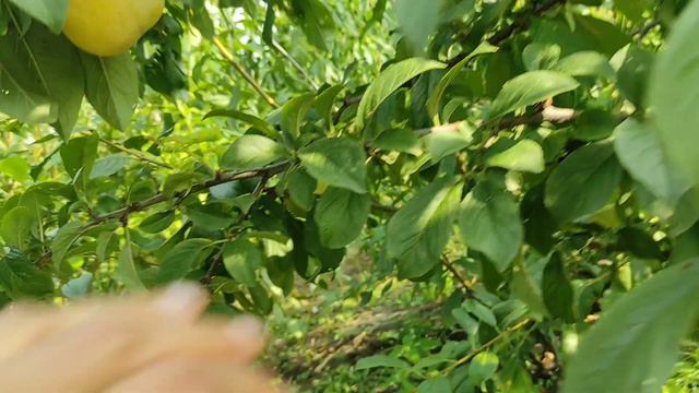 Плуот Флейвор Квин/Flavor Queen Pluot