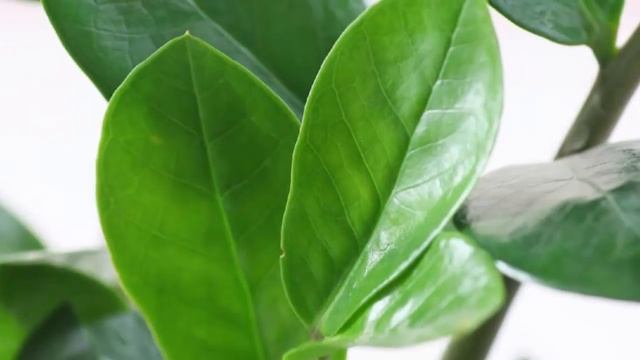 Как реанимировать Замиокулькас? Частые ошибки в уходе за Долларовым деревом. смотреть онлайн