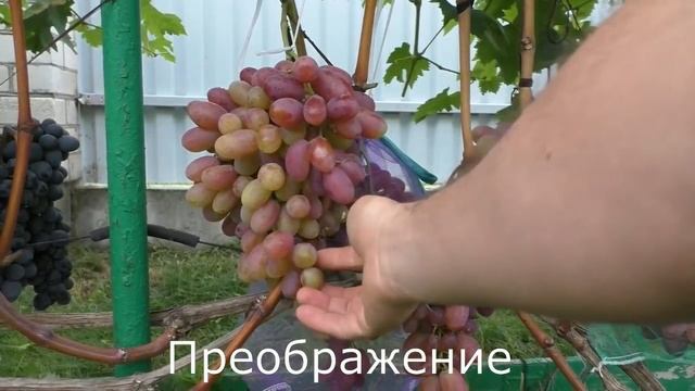 Виноград Беларуси . Лидчина .Сорт винограда -Преображение . смотреть онлайн