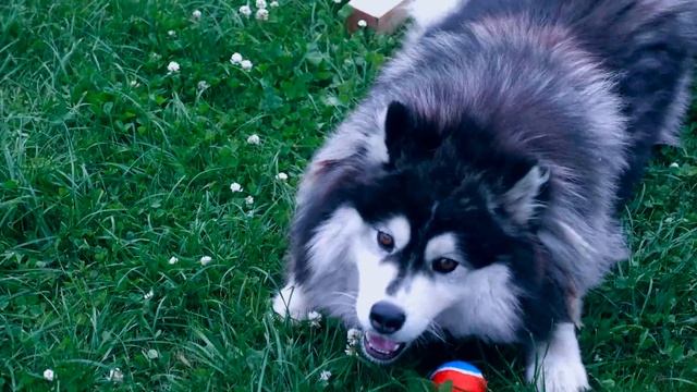 Нёрф Дог бластер который выстреливает игрушки для собак Nerf dog toys смотреть онлайн