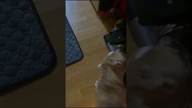 Учим вежливости щенка смотреть онлайн