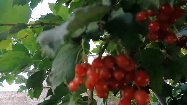 КАЛИНА КРАСНАЯ, ОСЕННИЕ ЗАРИСОВКИ. ПРИРОДА. смотреть онлайн
