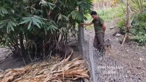 7 herds of wild boar born in the mountains ( Full video compilation ). Robert | Green forest life