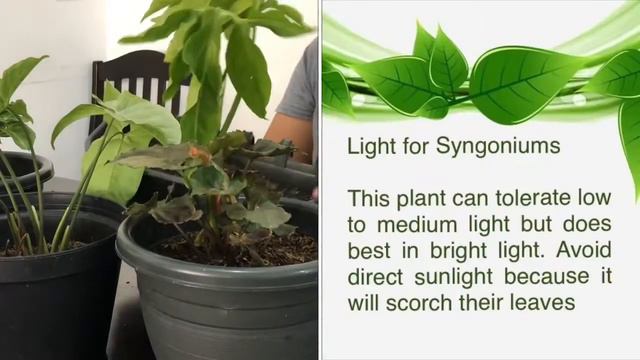 Syngonium (Arrow Head Vine) Care - Day 3 of 30 Houseplant Care