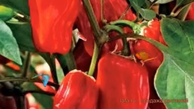 Перец сладкий Валентина ? сладкий перец Валентина обзор: как сажать, семена перца Валентина смотреть онлайн