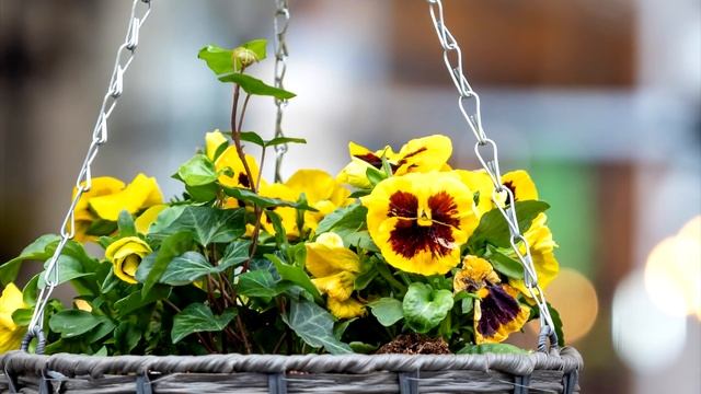 Продав дом матери, дети оставили ее на улице. Но они не ожидали… смотреть онлайн