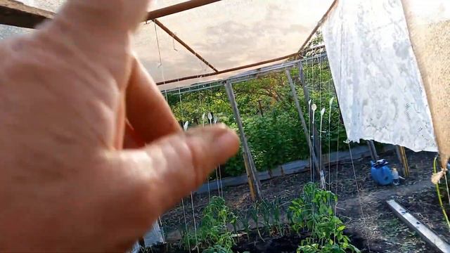 14 мая высадила немного томатных деревьев смотреть онлайн
