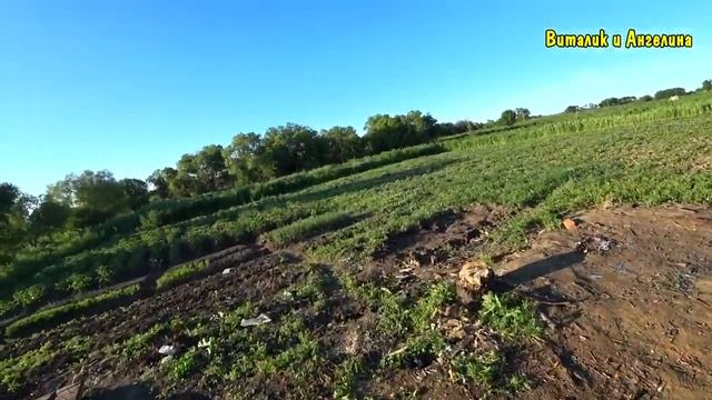УРОЖАЙ НА ОГОРОДЕ / УБОРКА ТЕРРИТОРИИ / СКОСИЛ ВСЮ ТРАВУ / НАШ ОГОРОД смотреть онлайн