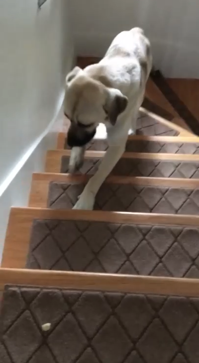 Собака поднимается по лестнице смотреть онлайн