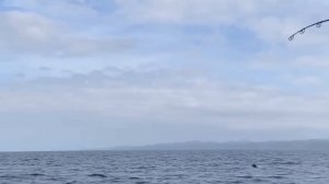 Незабываемая рыбалка на Голубого Тунца! Незаменимый NorthXS!